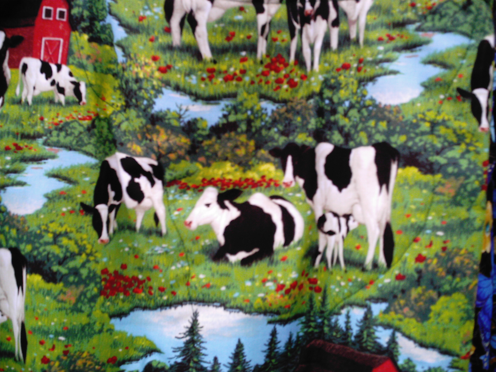 cows in the field